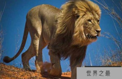 ​世界上体型最大的狮子：开普狮体重达420公斤