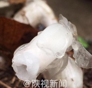 ​陕西发现死亡之花 水晶兰为何叫死亡之花？
