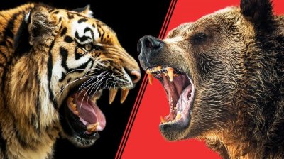 ​美国在棕熊活动区放进3只老虎，老虎、棕熊谁厉害？快有答案了