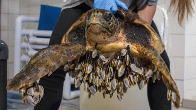 ​海洋中的寄生虫，藤壶究竟有多可怕，许多海洋生物饱受它们折磨