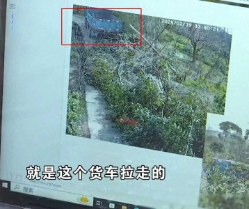 ​家门口几百棵树被人一下午砍了，女子讨要说法，村书记：问你爸去
