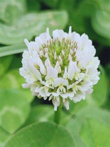 ​白车轴草——白花三叶草