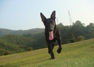 哮天犬原型:中国黑狼犬,太优美了
