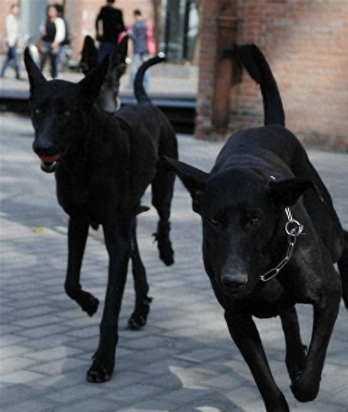 哮天犬原型:中国黑狼犬,太优美了