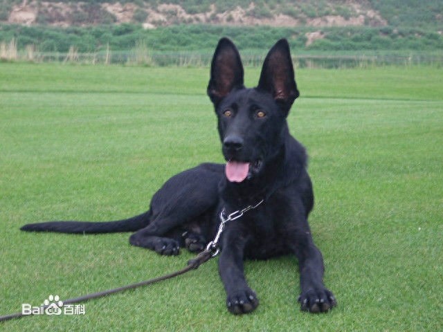 哮天犬原型:中国黑狼犬,太优美了