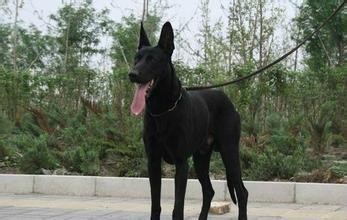 哮天犬原型:中国黑狼犬,太优美了
