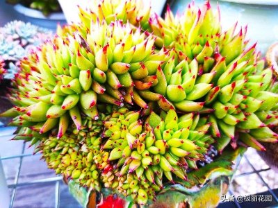 ​多肉植物怎么修根?修错了可能无法服盆
