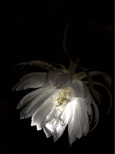 ​昙花一现是什么意思解释一下(昙花一现开花时间只有3到4个小时这是为了什么)