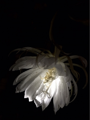 昙花一现是什么意思解释一下(昙花一现开花时间只有3到4个小时这是为了什么)-第1张图片-