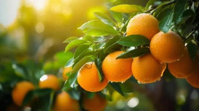 ​重庆奉节：生态为基 产业为翼——加速腾飞品牌奉节