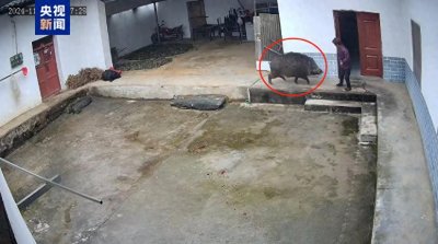 ​陕西岚皋通报野猪伤人事件：猎狗追撵野猪进入农户院子攻击老人致死
