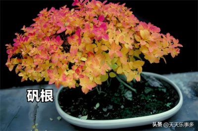 ​10种客厅喜阴植物，每一盆都美到犯规，轻松打造家居绿意天堂！