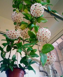 ​不用阳光也能爆绿！10种喜阴植物，让客厅瞬间变身治愈系绿洲！