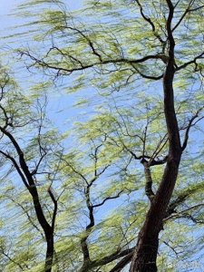 ​民间谚语：“不怕三月雨，但怕四月风”，为什么呢？