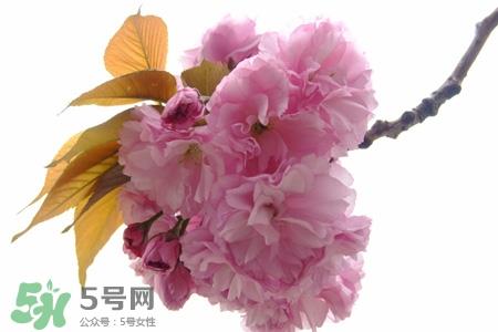 寒食节是为了纪念谁?寒食节与谁有关? 寒食节是为了纪念谁?寒食节与谁有关?