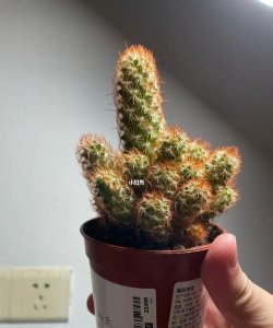 ​仙人球多久浇一次水,仙人球怎么浇水仙人球多久浇一次水