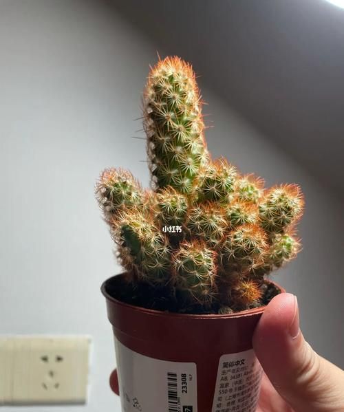 仙人球多久浇一次水：仙人球多久浇一次水