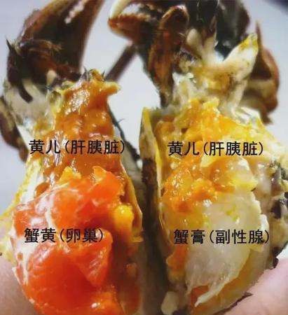 螃蟹壳里面有黑色膏状东西能吃,母螃蟹里面的黑色膏状可以吃吗图2