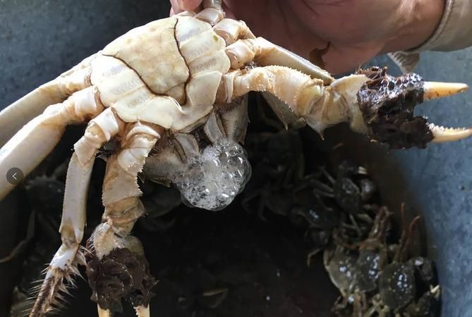母螃蟹里面的黑色膏状可以吃吗