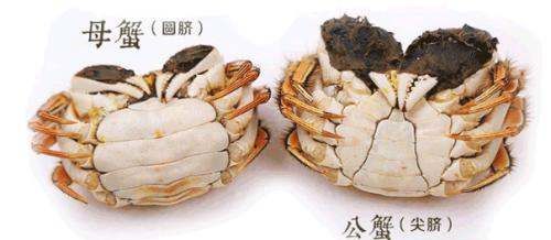 螃蟹壳里面有黑色膏状东西能吃,母螃蟹里面的黑色膏状可以吃吗图3