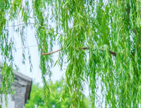 描写立夏的唯美诗句,关于立夏节气的古诗图3