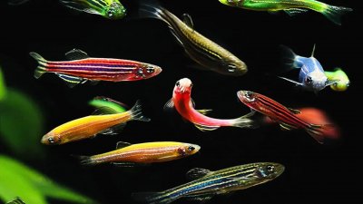 比孔雀鱼卖得还火爆的观赏鱼,它叫斑马鱼,新手入门必养的品种