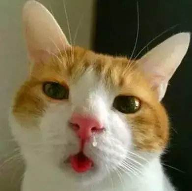 猫鼻支会不会传染给人类（猫咪的生活环境会影响猫咪健康）