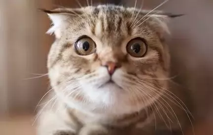 猫鼻支会不会传染给人类（猫咪的生活环境会影响猫咪健康）