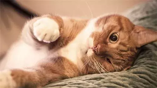 猫鼻支会不会传染给人类（猫咪的生活环境会影响猫咪健康）