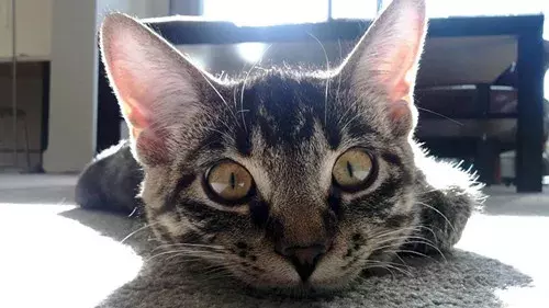 猫鼻支会不会传染给人类（猫咪的生活环境会影响猫咪健康）