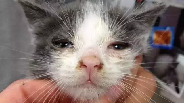 猫鼻支会不会传染给人类（猫咪的生活环境会影响猫咪健康）