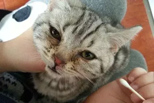 猫鼻支会不会传染给人类（猫咪的生活环境会影响猫咪健康）