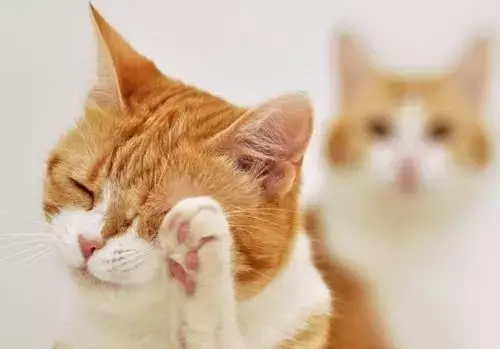 猫鼻支会不会传染给人类（猫咪的生活环境会影响猫咪健康）