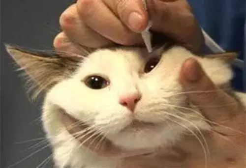 猫鼻支会不会传染给人类（猫咪的生活环境会影响猫咪健康）
