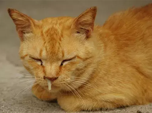 猫鼻支会不会传染给人类（猫咪的生活环境会影响猫咪健康）