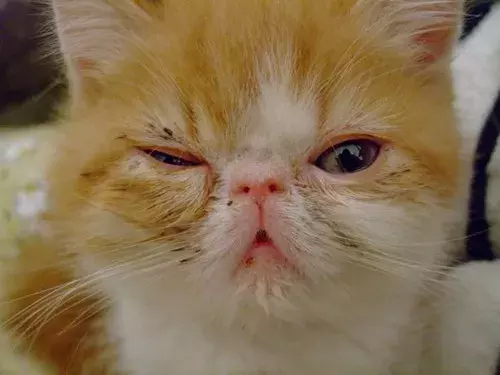 猫鼻支会不会传染给人类（猫咪的生活环境会影响猫咪健康）