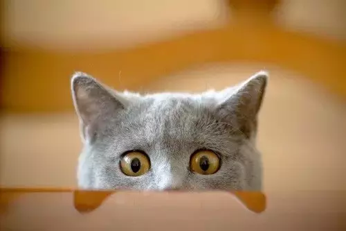 猫鼻支会不会传染给人类（猫咪的生活环境会影响猫咪健康）