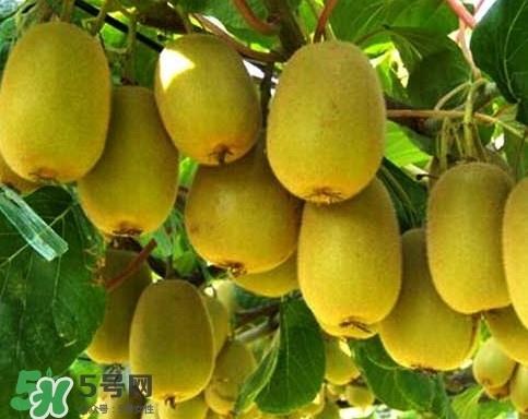 黄心猕猴桃叫什么名字?黄心猕猴桃是什么品种 黄心猕猴桃叫什么名字?黄心猕猴桃是什么品种