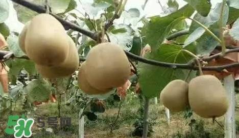 黄心猕猴桃叫什么名字?黄心猕猴桃是什么品种 黄心猕猴桃叫什么名字?黄心猕猴桃是什么品种