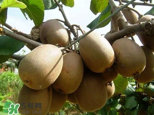黄心猕猴桃叫什么名字?黄心猕猴桃是什么品种 黄心猕猴桃叫什么名字?黄心猕猴桃是什么品种