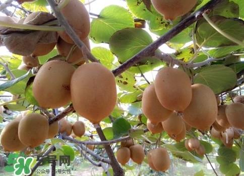 黄心猕猴桃叫什么名字?黄心猕猴桃是什么品种 黄心猕猴桃叫什么名字?黄心猕猴桃是什么品种