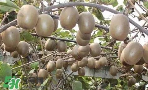 黄心猕猴桃叫什么名字?黄心猕猴桃是什么品种 黄心猕猴桃叫什么名字?黄心猕猴桃是什么品种