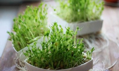 ​如何发绿豆芽简单方法,自己怎样发绿豆芽