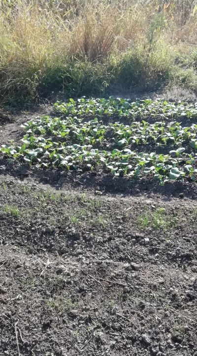 如何发绿豆芽简单方法,自己怎样发绿豆芽图2
