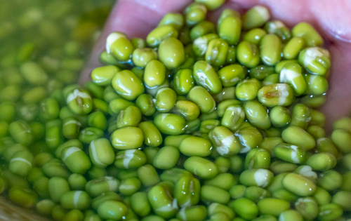 如何发绿豆芽简单方法,自己怎样发绿豆芽图4