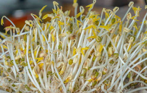 如何发绿豆芽简单方法,自己怎样发绿豆芽图8