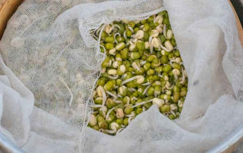 如何发绿豆芽简单方法,自己怎样发绿豆芽图7