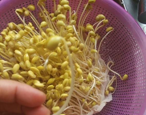 如何让绿豆快速发芽生长