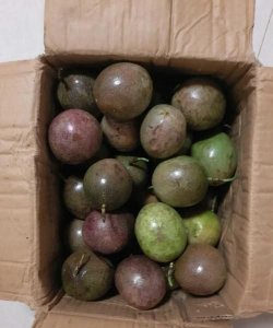 ​百香果流水了还能吃,百香果流水了还能吃吗