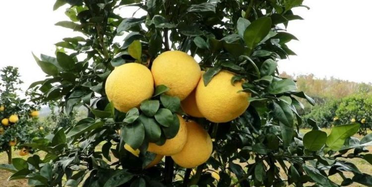 柚子的成熟季节是什么时候
